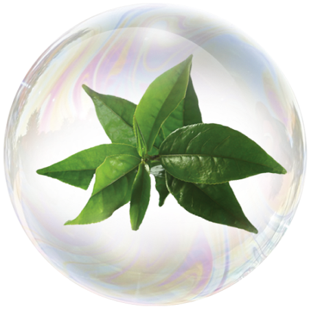Hoja de té verde (Camellia sinensis)
